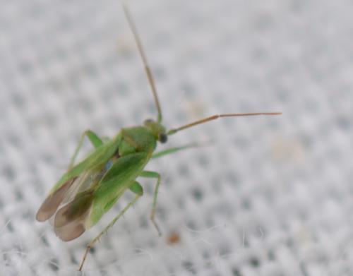 Réf. 327 772 : Tuponia sp.